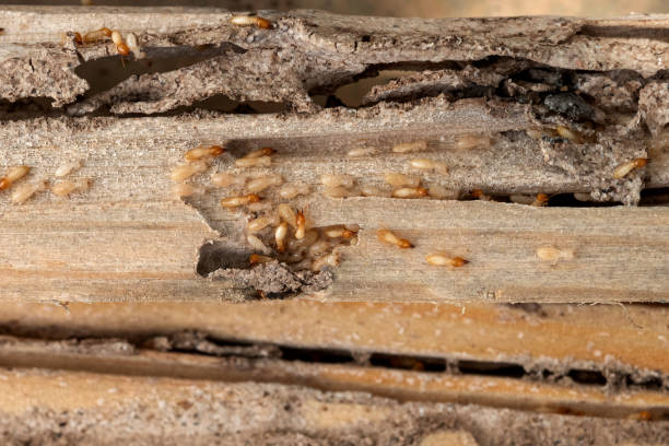 Best Pest Removal Services  in Templeton, CA